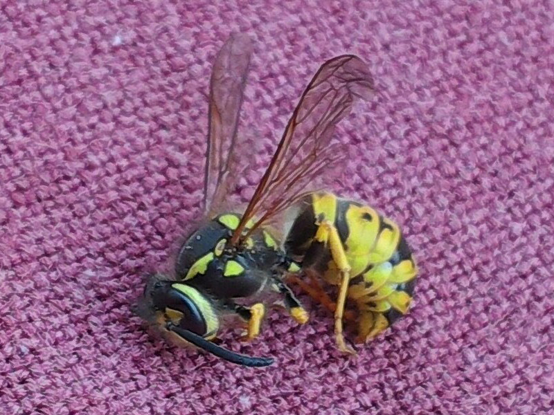 Hyménoptère à abdomen jaune rayé de noir
